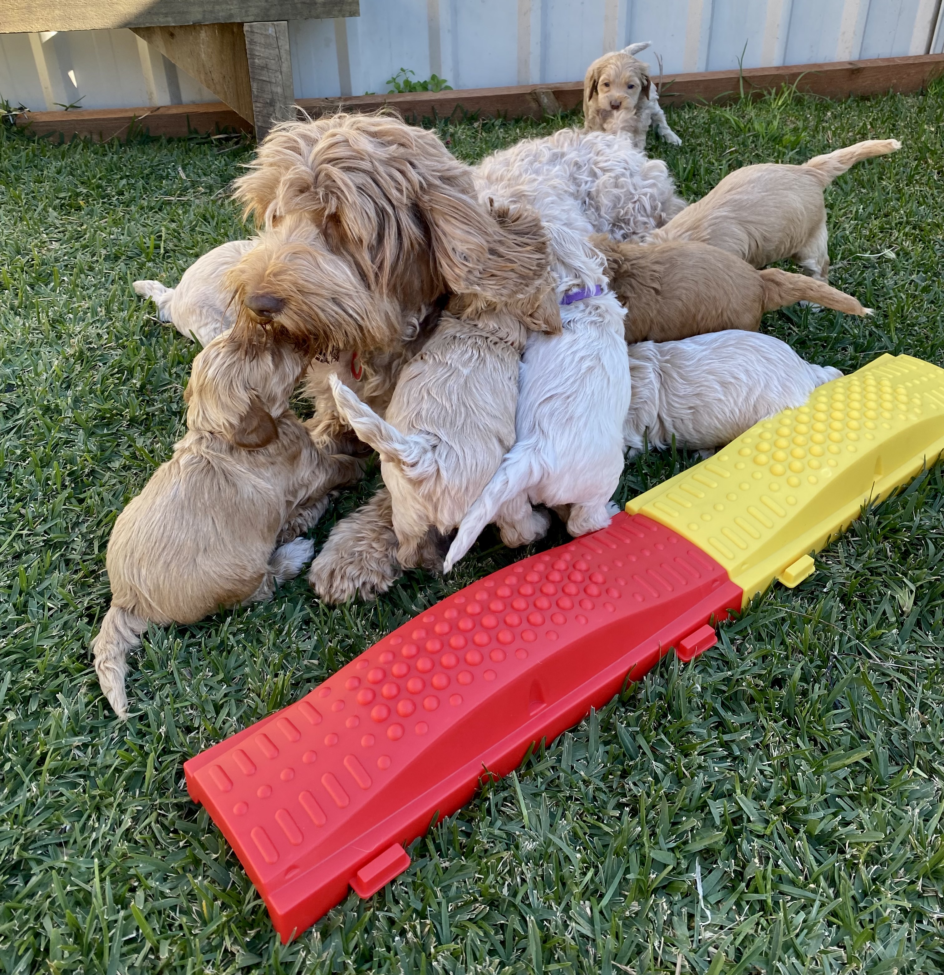 Charli with the Royal Litter